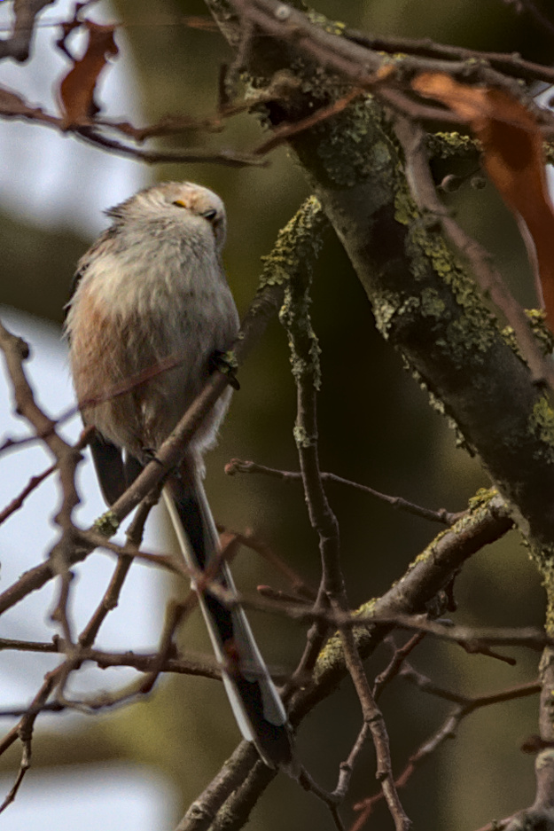 "Pah! Ich beachte Dich doch gar nicht!"
